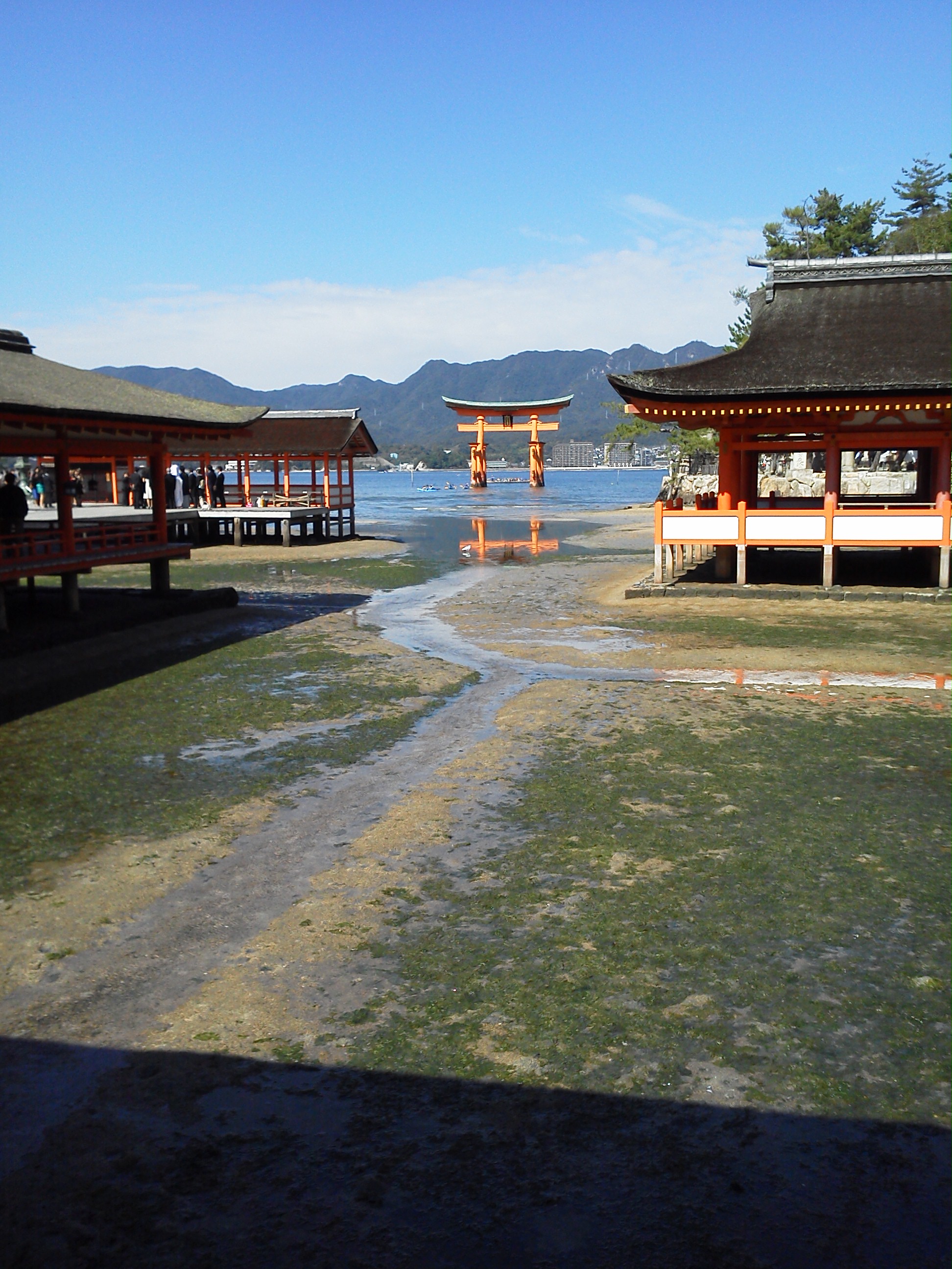 宮島の厳島神社の大鳥居を社殿から