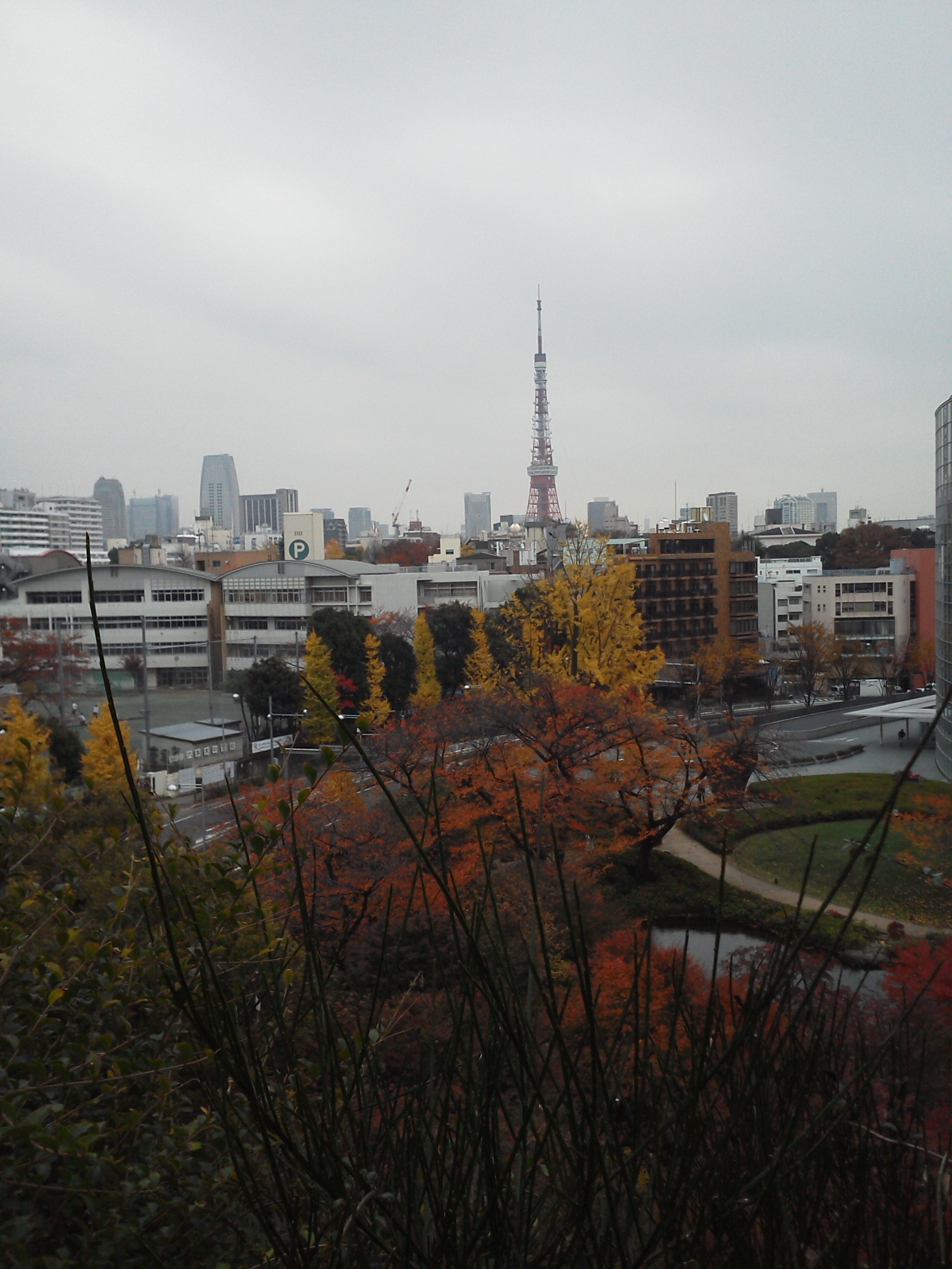 東京タワーと紅葉の銀杏の並木